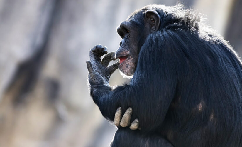 Oregon sheriff’s deputy fatally shoots pet chimpanzee to save woman