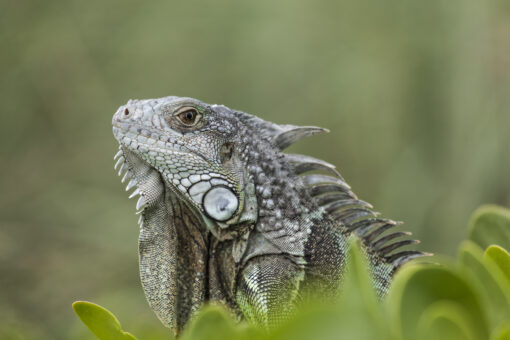 Florida man claims ‘stand your ground’ defense for killing an iguana