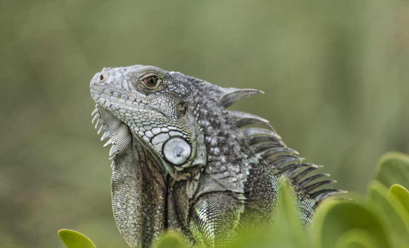 Florida man claims ‘stand your ground’ defense for killing an iguana