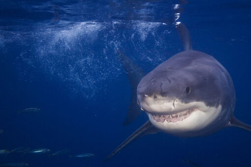 883-pound shark spotted near several tourist attractions along East Coast