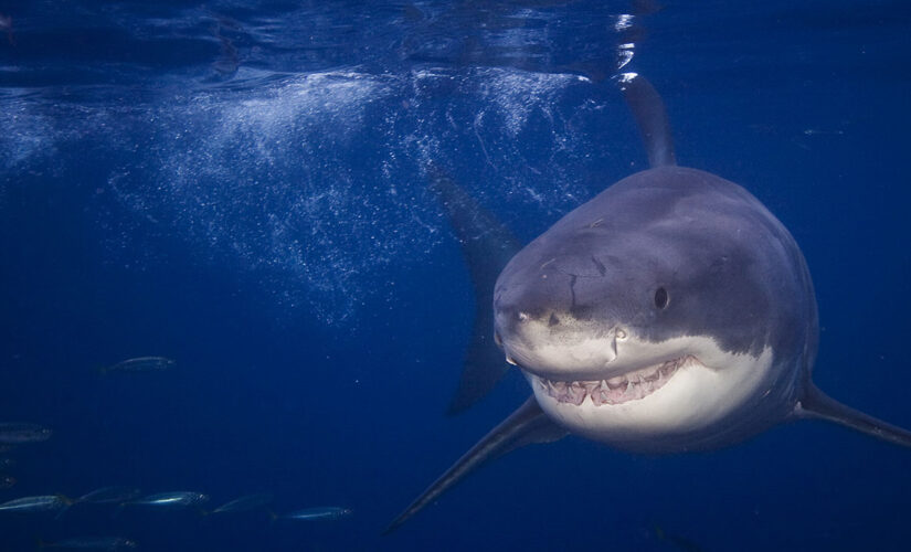 883-pound shark spotted near several tourist attractions along East Coast