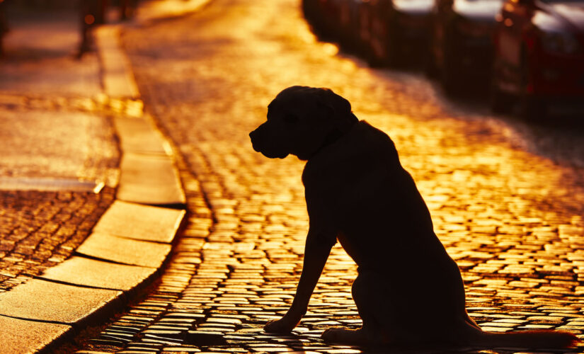 Portland pet group offers cooling vests to dogs during historic heatwave