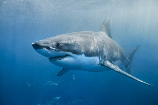 California swimmer, 35, bitten by great white shark; in ‘serious’ condition: reports
