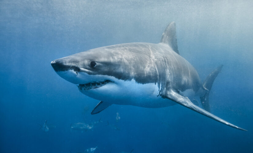 California swimmer, 35, bitten by great white shark; in ‘serious’ condition: reports