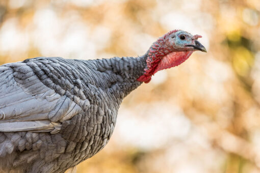 Wisconsin turkey hunt harvest hits over 20 year low