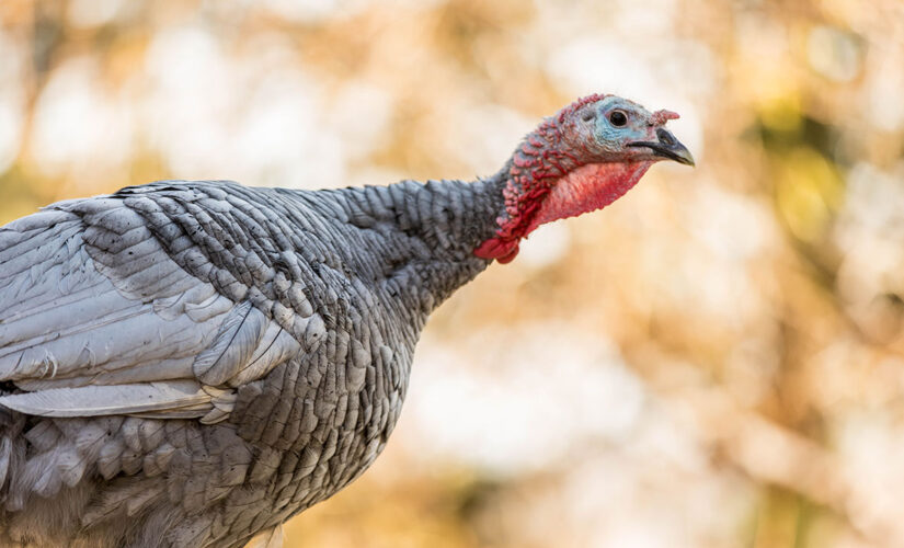 Wisconsin turkey hunt harvest hits over 20 year low