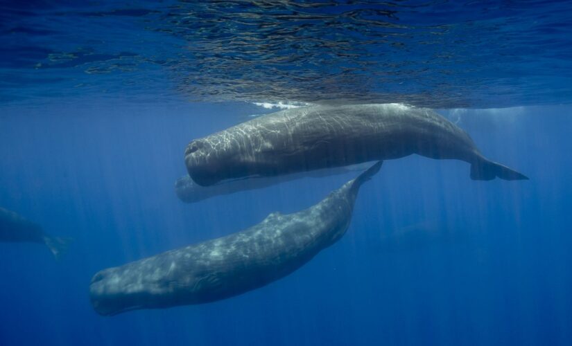 Fishermen found $1.5M worth of whale vomit in Yemen