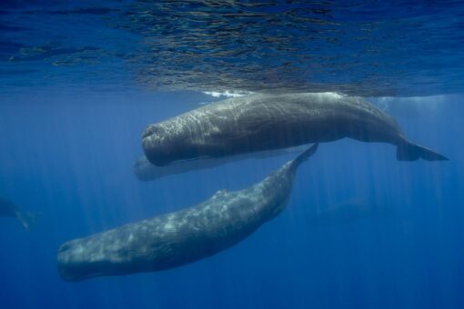 Fishermen found $1.5M worth of whale vomit in Yemen