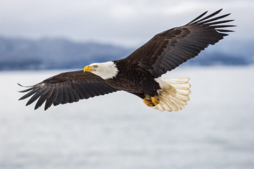 Bald eagles kill 54 lambs on Idaho farm