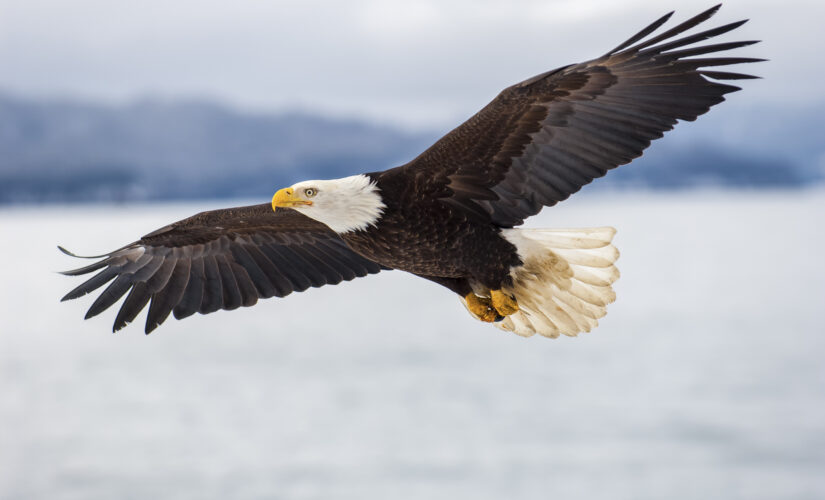 Bald eagles kill 54 lambs on Idaho farm