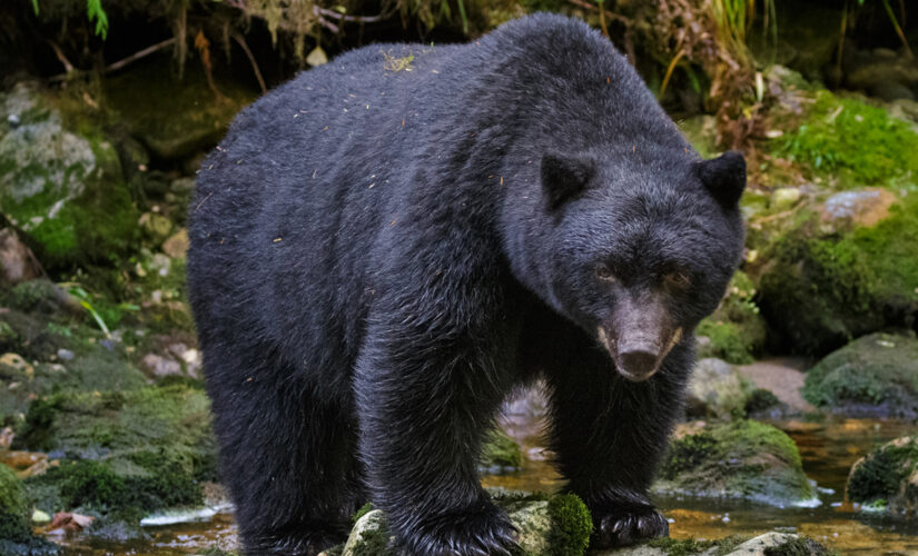 North Carolina black bears swiping hikers’ backpacks, US Forest Service warns