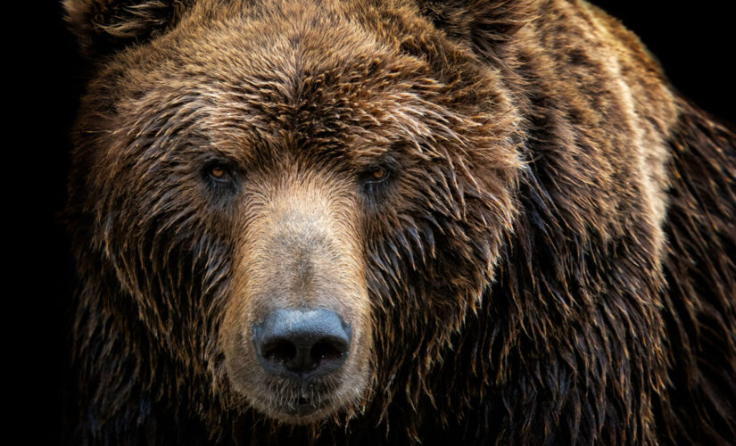 Woman pushes brown bear as it climbs over fence to save her dogs