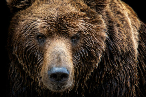 Woman pushes brown bear as it climbs over fence to save her dogs