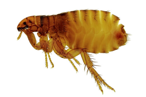 Long Beach sees ‘significant increase’ in flea-borne typhus cases