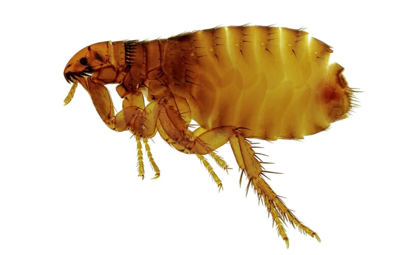 Long Beach sees ‘significant increase’ in flea-borne typhus cases
