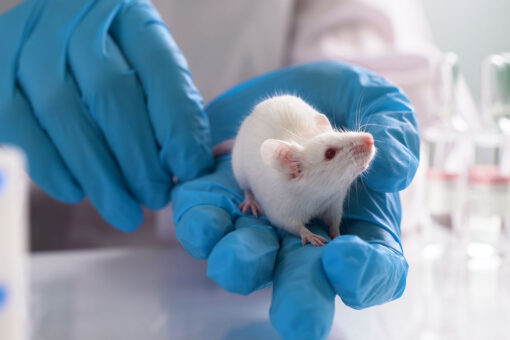 Israeli scientists extend mice’s lives by 23%, aim for humans next