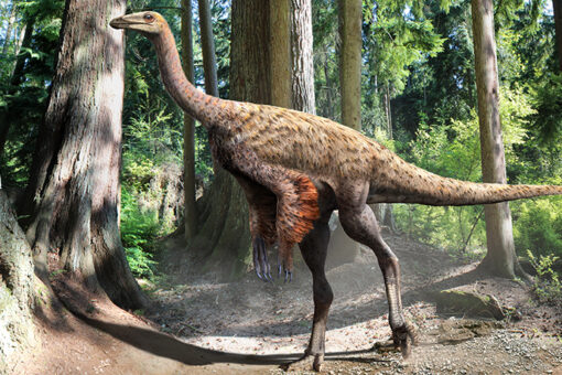 Florida woman still believes she saw a ‘small dinosaur’ running through yard