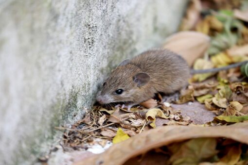 Michigan confirms first human hantavirus case