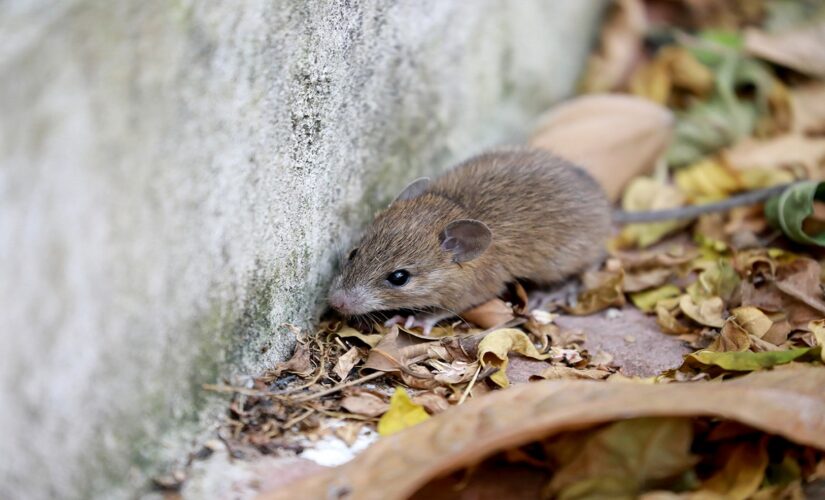 Michigan confirms first human hantavirus case