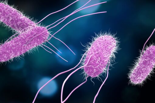 CDC alerts salmonella outbreak from breaded, stuffed chicken