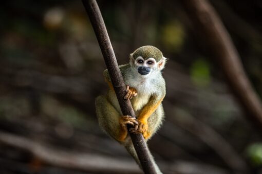 New treatment slows Alzheimer’s progression in monkeys, researchers claim