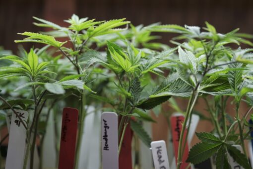 California toddler died in hot car while mom allegedly grew pot plants