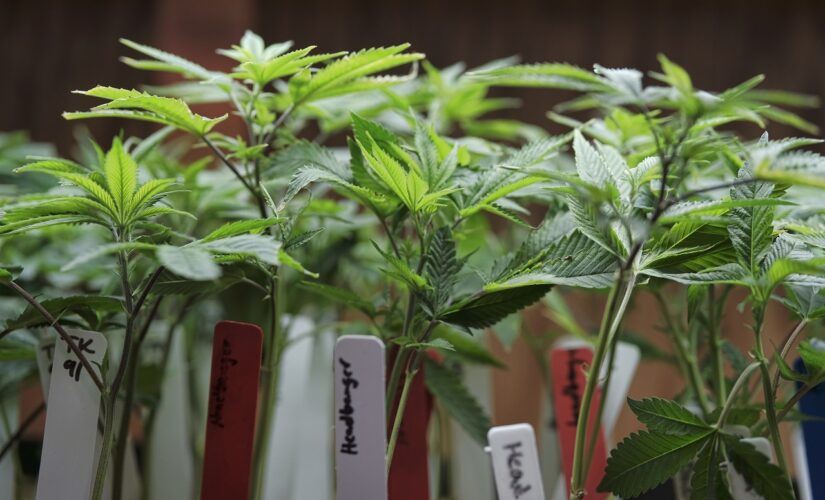 California toddler died in hot car while mom allegedly grew pot plants