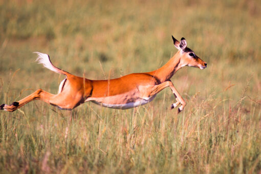 Deer comes running out of woods to protect newborn baby