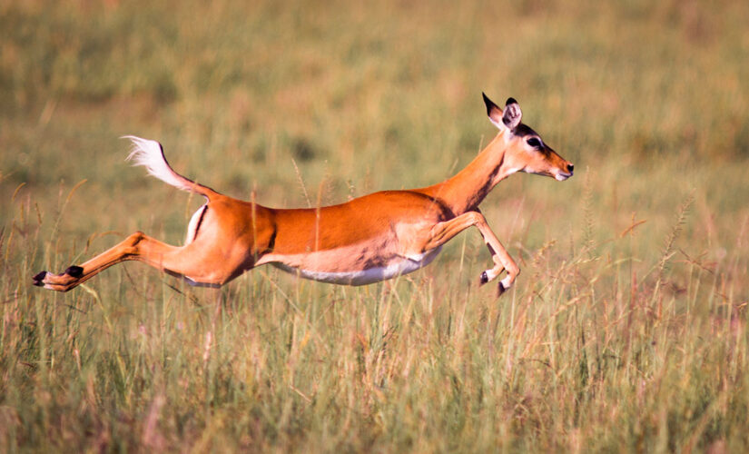 Deer comes running out of woods to protect newborn baby