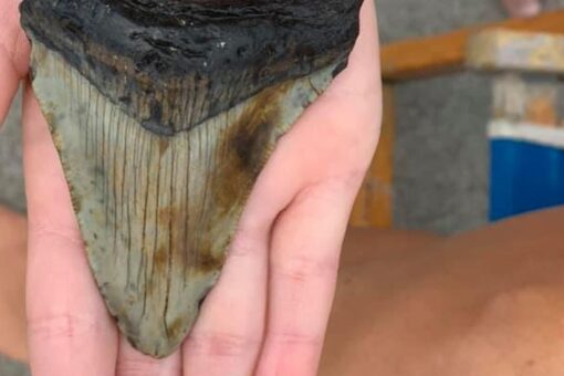 5-year-old seemingly finds ancient megalodon tooth while vacationing in South Carolina