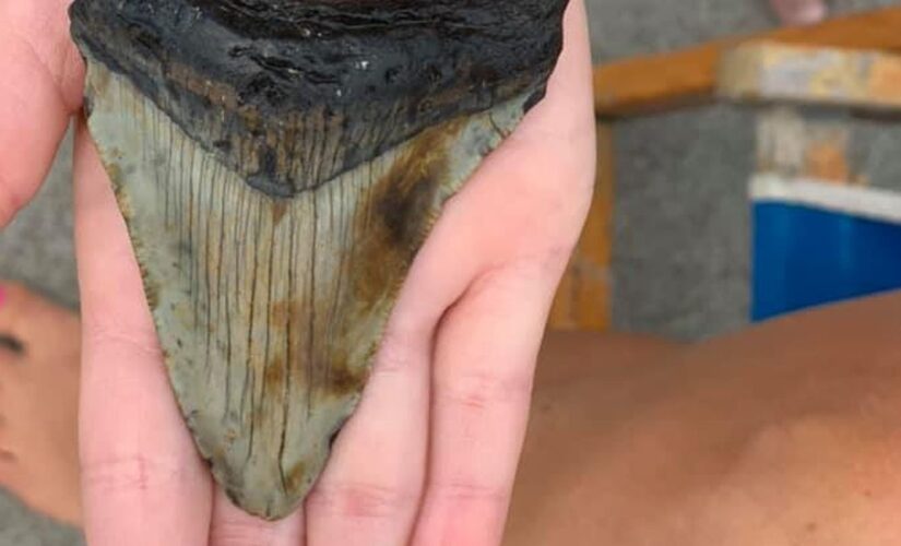 5-year-old seemingly finds ancient megalodon tooth while vacationing in South Carolina