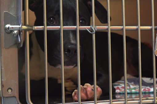 Animal shelters overwhelmed with more ‘pandemic pets’ being returned
