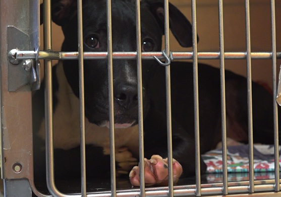 Animal shelters overwhelmed with more ‘pandemic pets’ being returned