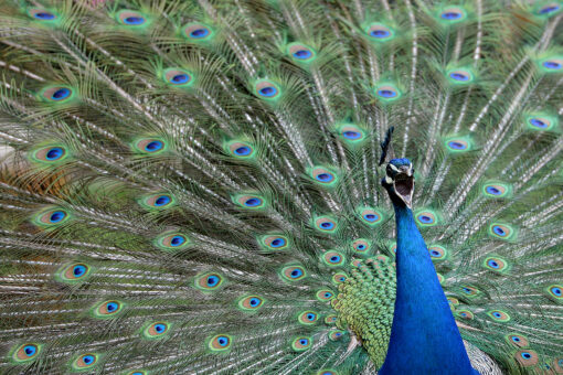 Peacock gunned down after Craigslist ad took out hit on the bird: reports