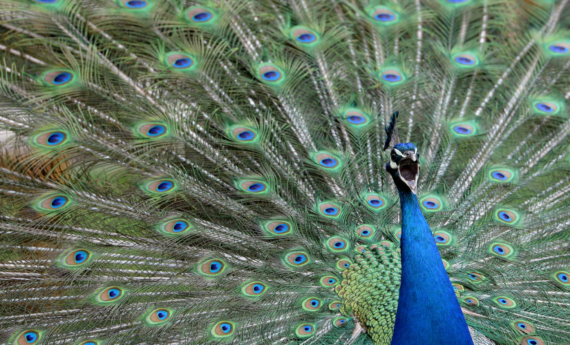 Peacock gunned down after Craigslist ad took out hit on the bird: reports