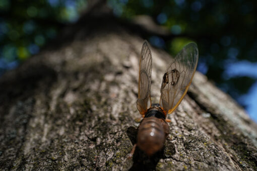 Brood X cicadas are gone: When will they reemerge?