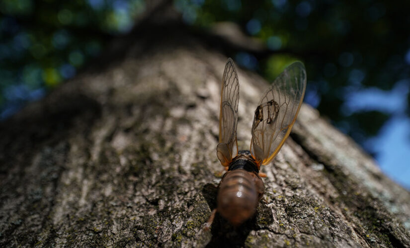 Brood X cicadas are gone: When will they reemerge?