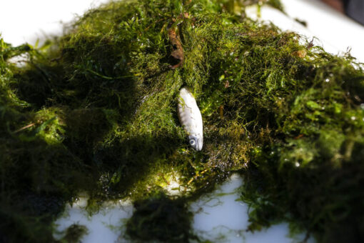 California, Florida fish mortality pinned to drought, climate change