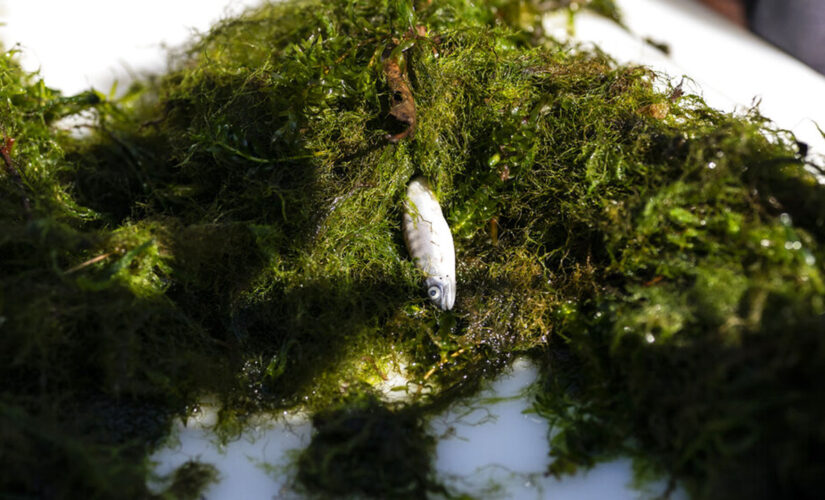 California, Florida fish mortality pinned to drought, climate change