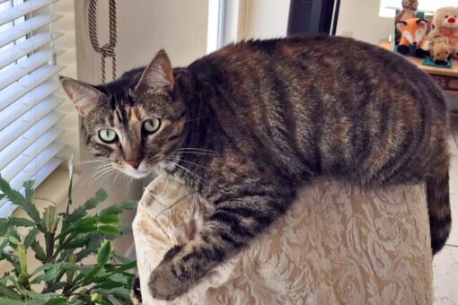Florida mayor: Condo collapse rescue crews did everything possible to find missing pets