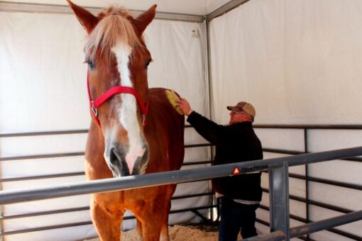 Big Jake, world’s tallest horse dies at age 20 in Wisconsin