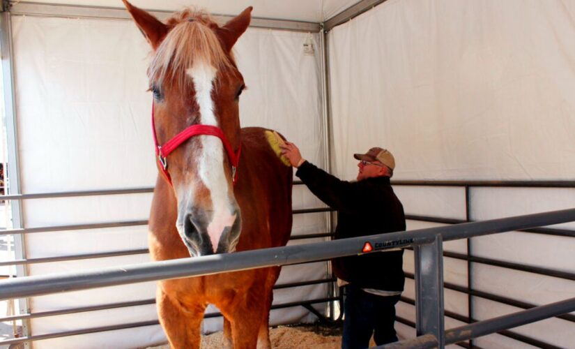 Big Jake, world’s tallest horse dies at age 20 in Wisconsin