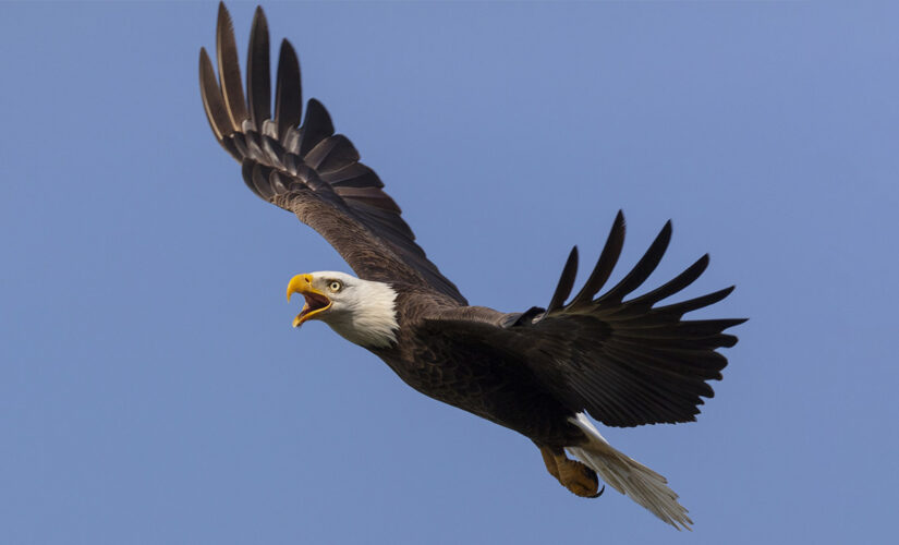 Bald eagle that survived winter storm finds home at Houston Zoo