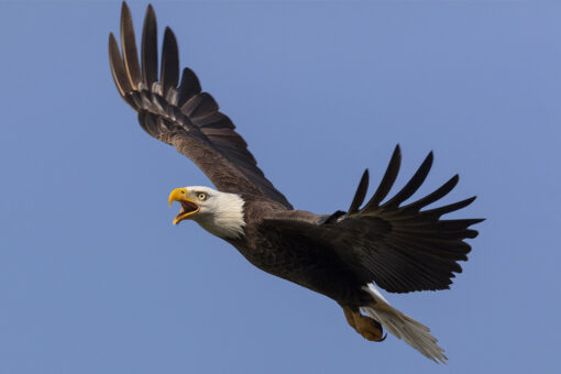 Bald eagle that survived winter storm finds home at Houston Zoo