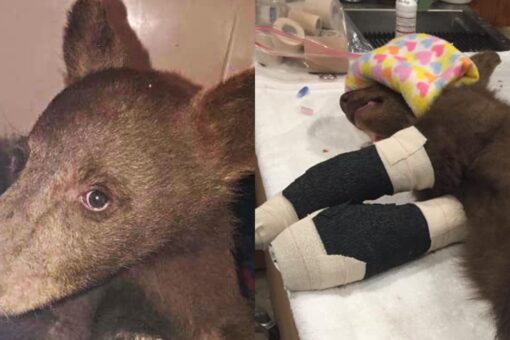 Bear cub rescued from California wildfires