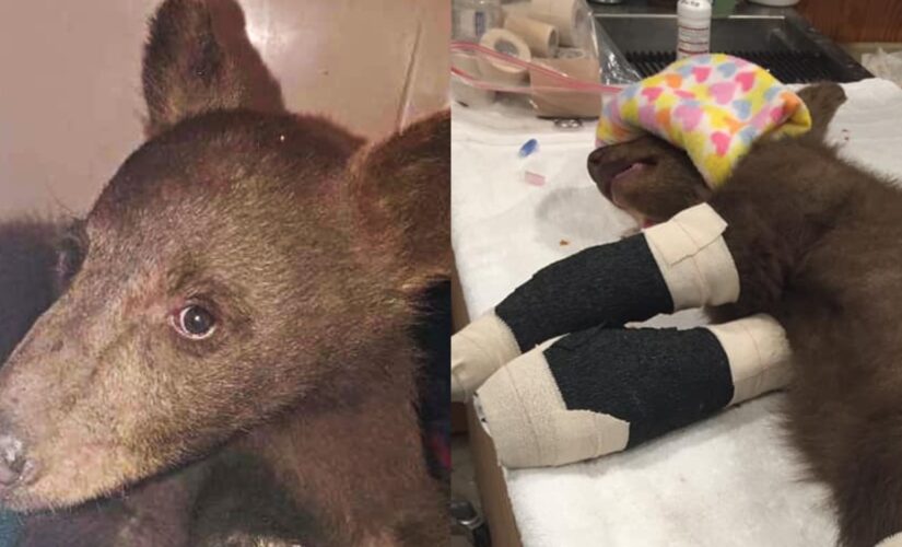 Bear cub rescued from California wildfires