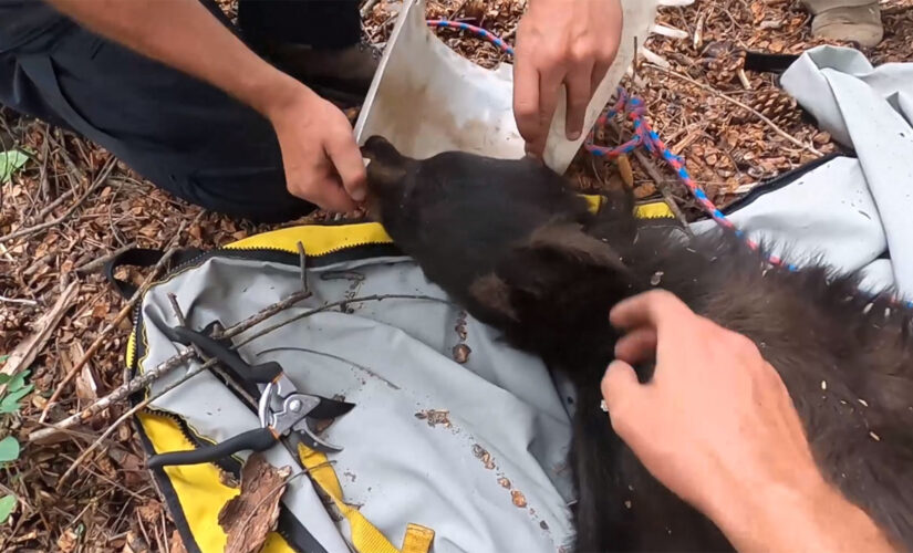 Bear with bucket stuck on its head for over a week finally rescued by parks and wildlife workers