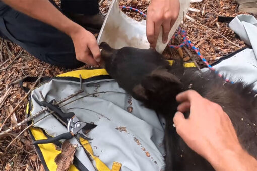 Bear with bucket stuck on its head for over a week finally rescued by parks and wildlife workers