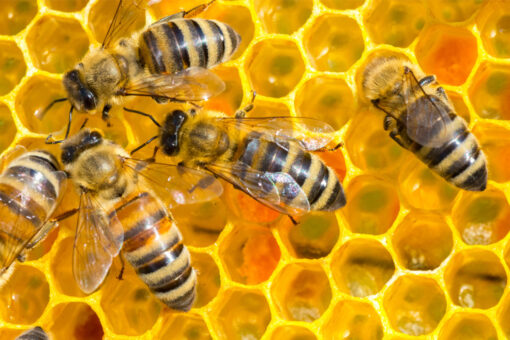 Man killed in Arizona bee attack, 5 others injured