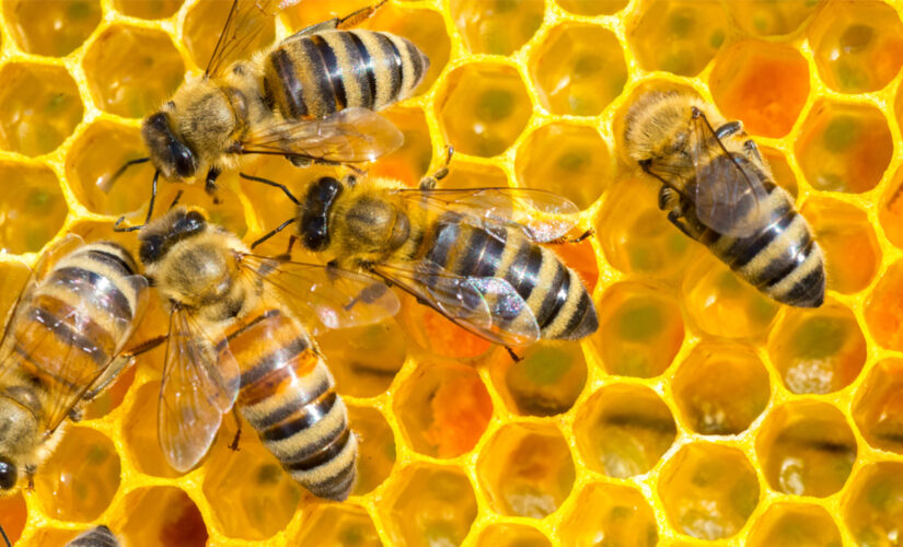 Man killed in Arizona bee attack, 5 others injured